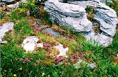 Flowers in the Burren