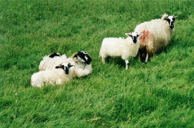 Sheep neer Ballyduff